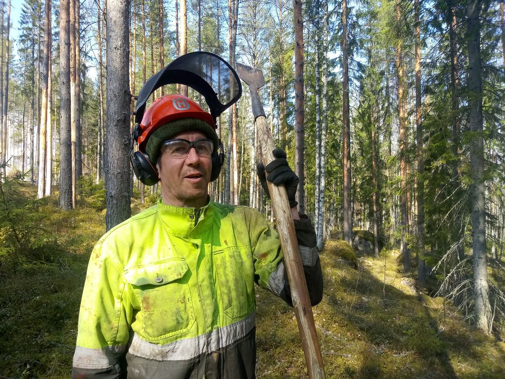 Kari Rauha koloaa Parinpellon mäntyjä toista vuotta. Ensimmäisenä vuonna hän pärjäsi kuorimaraudalla, nyt työkaluna on petkele. Kuva: Janne Urpunen