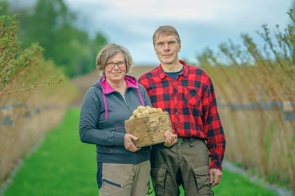 "Kylvetään, lannoitetaan ja kastellaan, mutta kuinka satoa tulee, on korkeimman kädessä", sanovat muun muassa perunaa ja mansikkaa viljelevät Anu ja Jukka Mattsson. Kuva: Jani Mahkonen