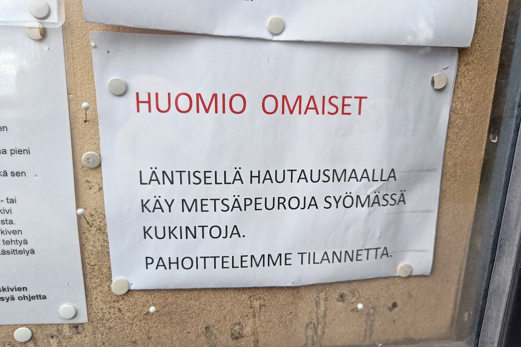 Läntisen hautausmaan ilmoitustaululla pahoitellaan omaisille peurojen aiheuttamia tuhoja. Hautausmaalla käyvät peurat ovat todennäköisemmin valkohäntäpeuroja tai metsäkauriita kuin harvalukuisia metsäpeuroja, jotka ilmoitustaululla mainitaan. Kuva: Janne Urpunen