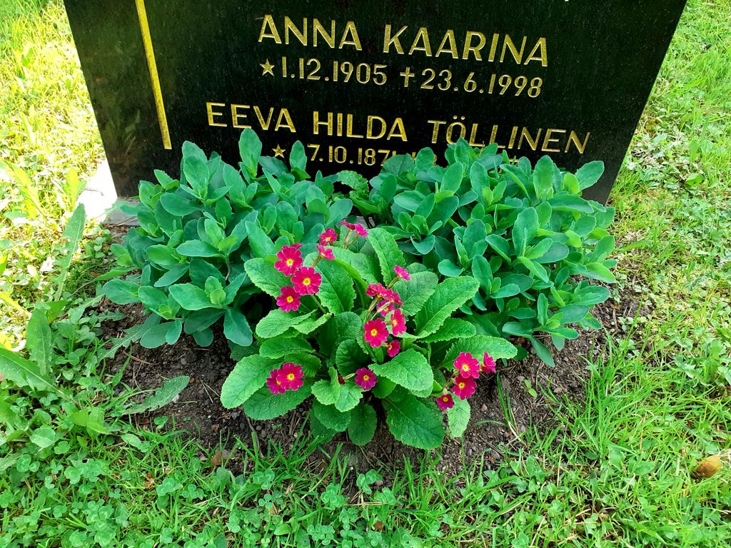 Monivuotiset perennat vaativat hieman malttia. Ne eivät ole näyttäviä heti, yleensä ne kukkivat istutusta seuraavana kesänä. Kuva Satu Harju. 